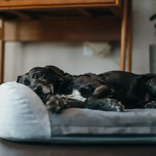 California Dreaming Memory Foam Dog Bed Fog Grey