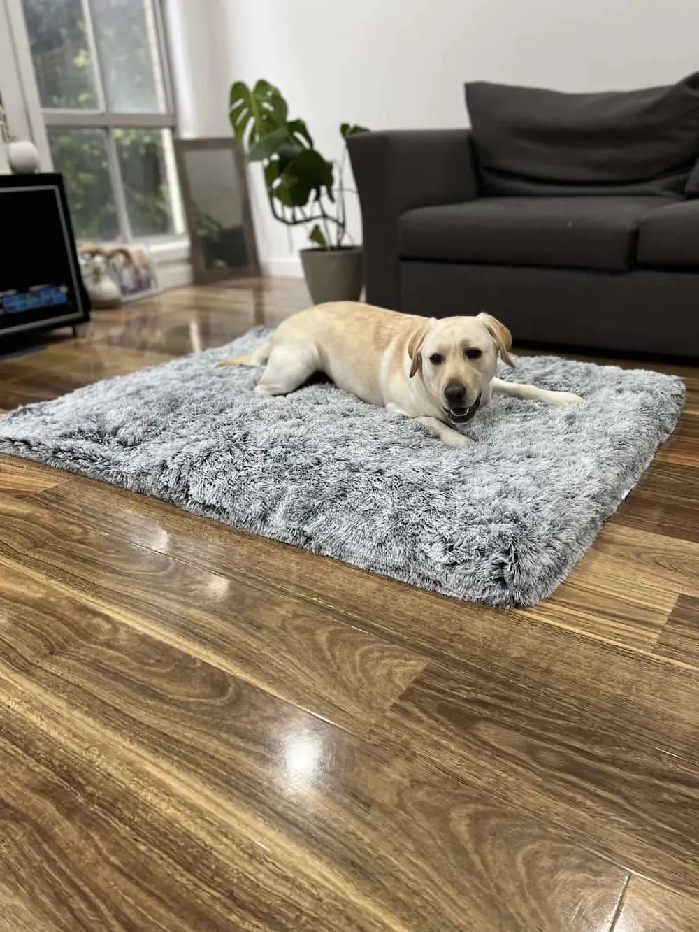 PaWz Premium SuperMat Calming Bed Memory Foam Dog Mat