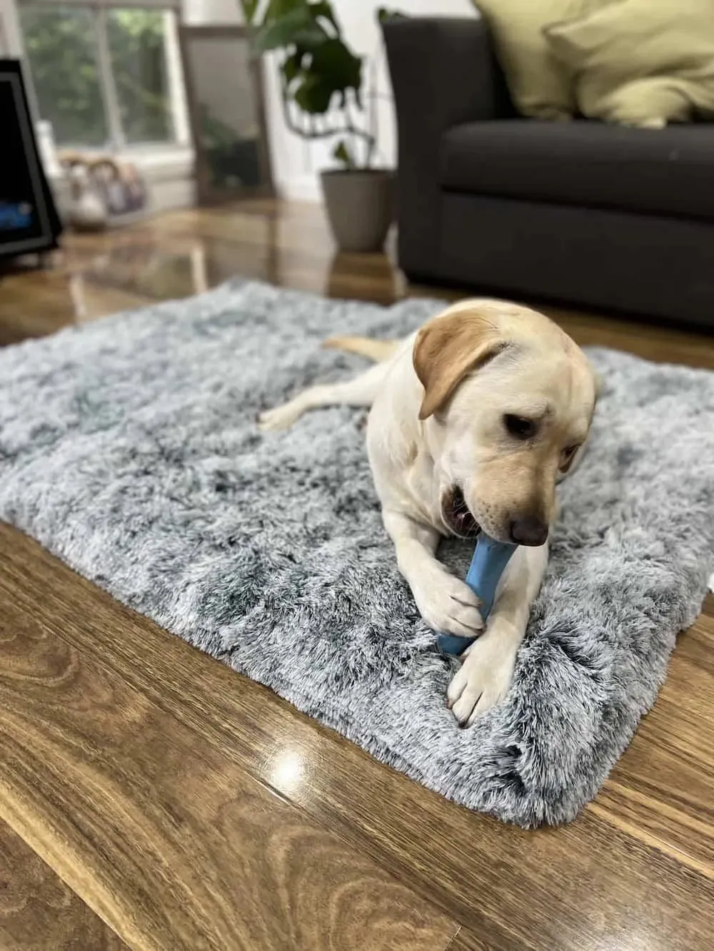 PaWz Premium SuperMat Calming Bed Memory Foam Dog Mat