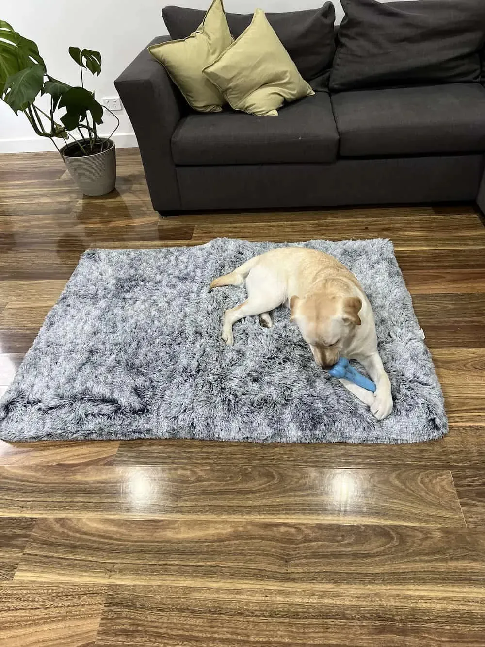 PaWz Premium SuperMat Calming Bed Memory Foam Dog Mat