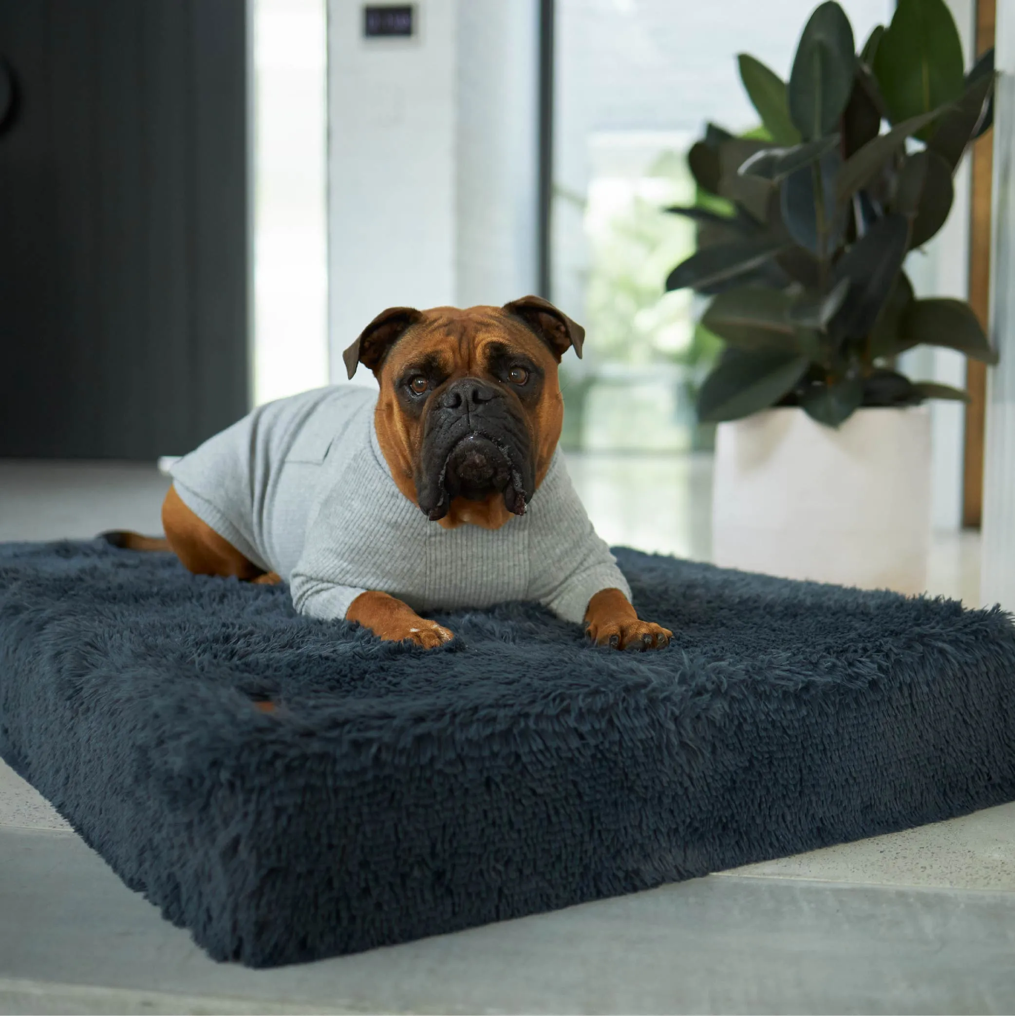 Slumber Dog Bed - Plush Cloudy Grey