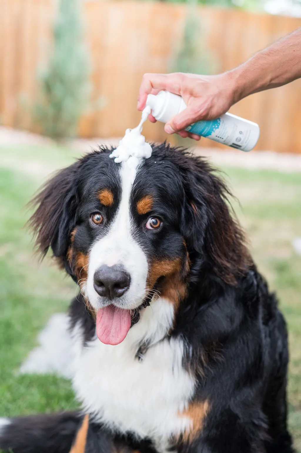 Waterless Foam Pet Shampoo